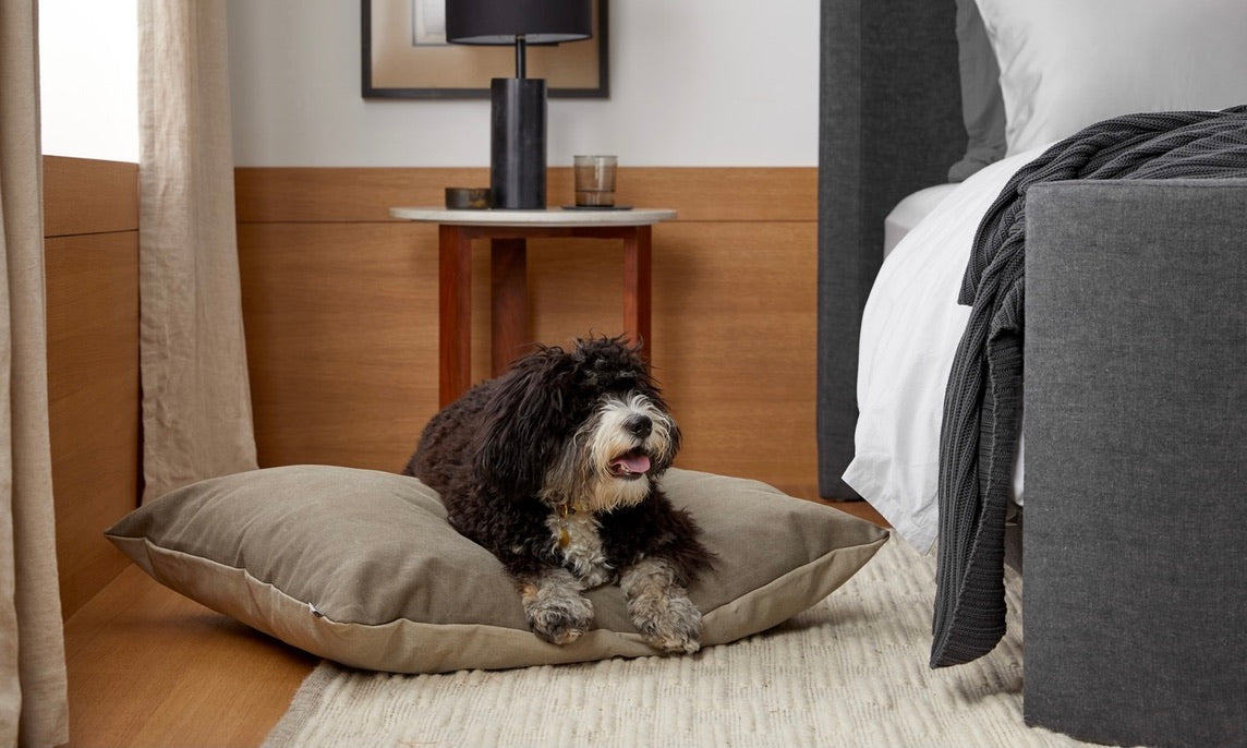 Should Dogs Be Allowed on the Furniture? Why Dogs Need Their Own Beds Instead