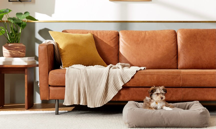 How to Wash, Dry, Clean & Care for Dog Beds