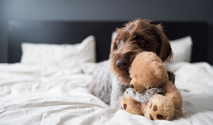 Gifts for Dogs and Cats, With DogVacay