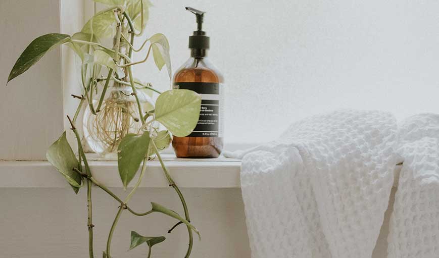 The Best Plants for Bedrooms and Bathrooms, With The Sill