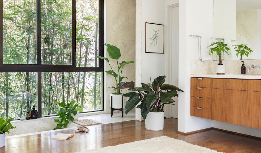 5 Ways to Style Your Plants, With Léon & George