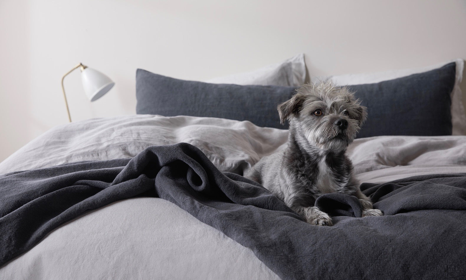 All You Need to Know About Pet Friendly Fabrics