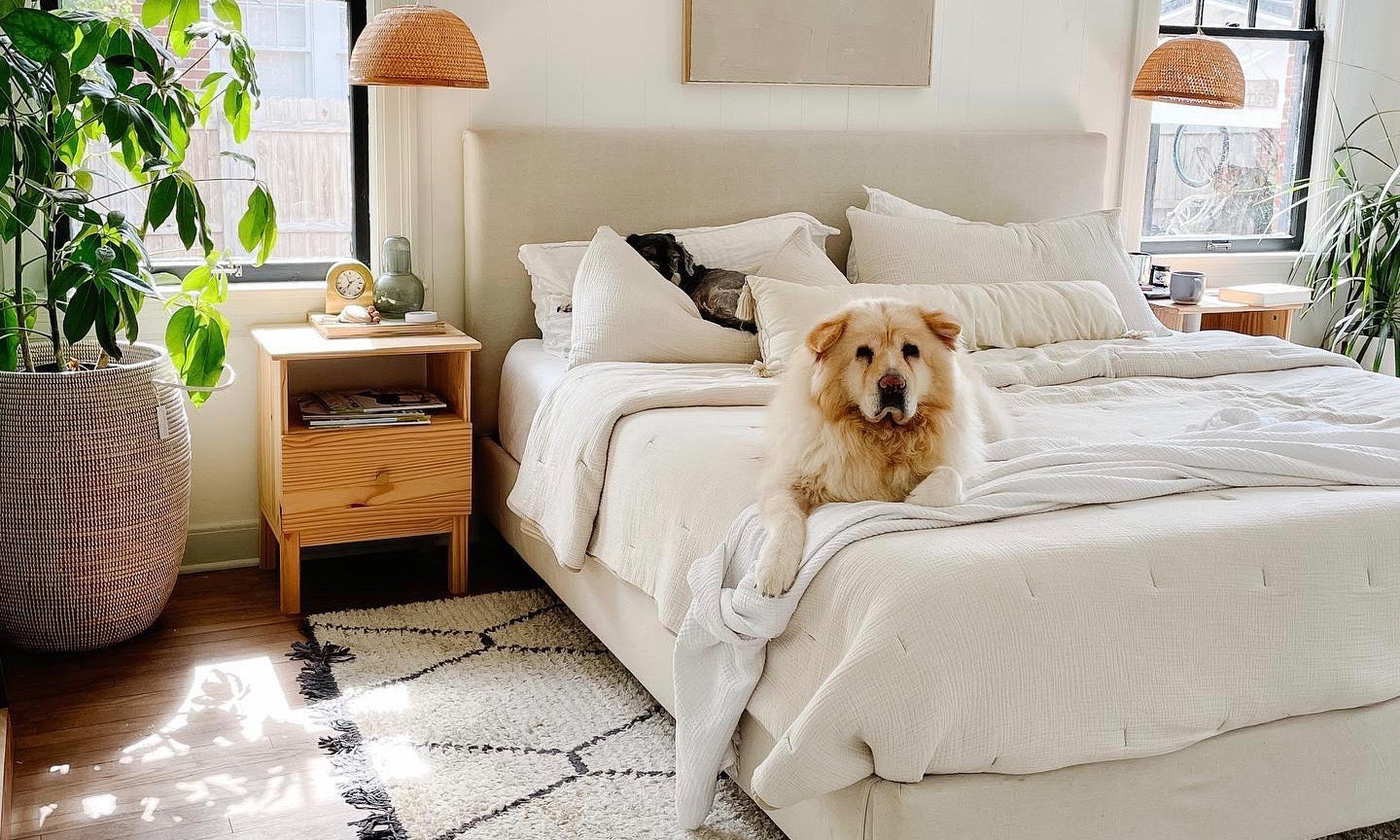 The Most Popular #DogsofParachute 2021